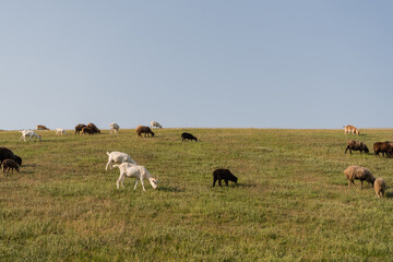 green meadow with grazing herd under blue cloudless sky.