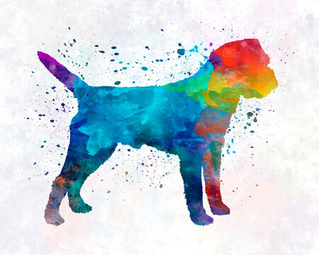 Border Terrier in watercolor