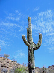 Tall mature cactus plant in arid countryside against a blue sky