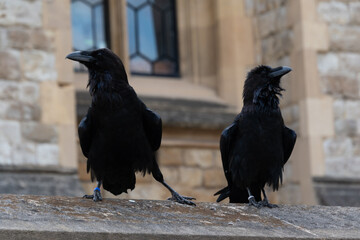 ravens in Tower of London