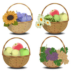 Fresh fruits in baskets with flowers. Apples, plums, pears, grape, daisy, sunflower, vector illustration