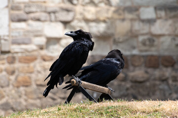 ravens on Tower of London
