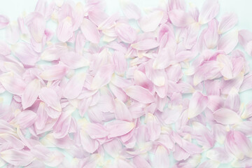 Pink tulip petals on pastel background.
