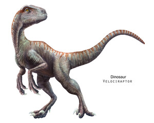 Velociraptor illustration. Dinosaur of Cretaceous Period. Predator dinosaur - 515365683