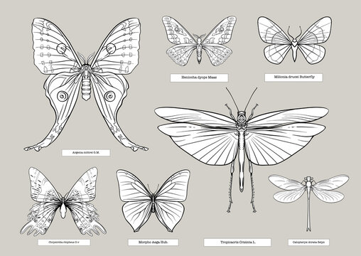 Set of insects: beetles, butterflies, moths, dragonflies. Etymologist's set. Clip art, set of elements for design Outline vector illustration