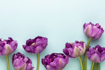 Lilac tulip flowers on pastel background.