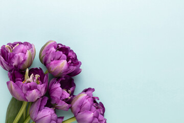 Lilac tulip flowers on pastel background.