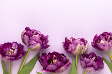 Lilac tulip flowers on pastel background.