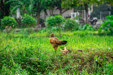 A chicken looking for food in a lawn covered in green grass