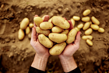 person holding fresh potatoes in hands and palms from the ground so another person can take them...