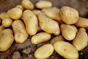 fresh potatoes in fresh potato soil in good light annabelle harvest season