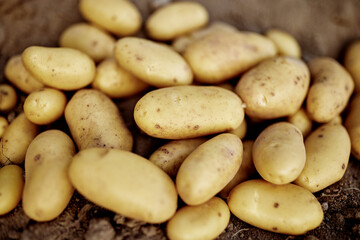 fresh potatoes in fresh potato soil in good light annabelle