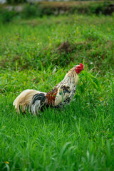 A rooster looking for food in a lawn covered in green grass