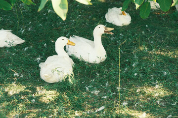 White ducks on the grass in the park