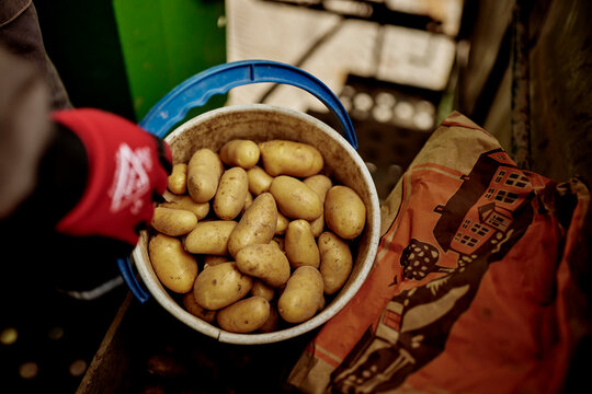 freshly picked potatoes ina bucket waiting for a person to come and get them in finland from finland annabelle potatoes