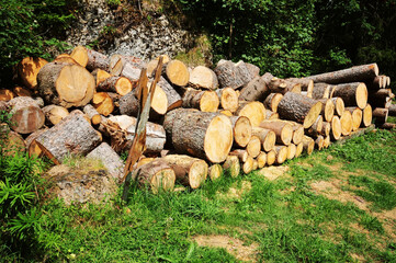 A pile of felled logs in the woods