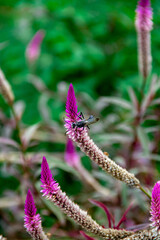 A bee perched on a celosia argentea plant