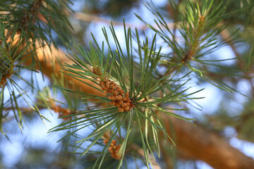 pine branch with cones, natural background
