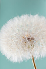 Abstract dandelion macro flower background. Seed macro closeup. Soft focus