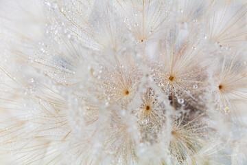 Abstract dandelion macro flower background. Seed macro closeup. Soft focus