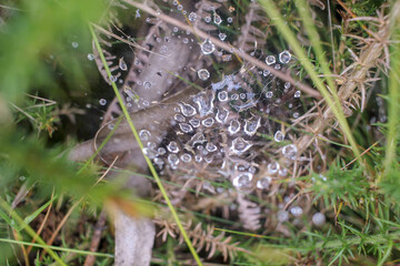 spider web with water drops