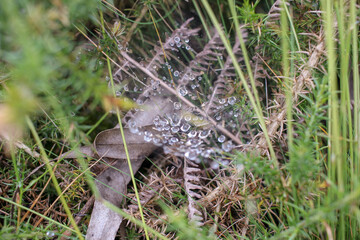 spider web in my way across the forest