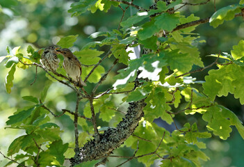 Spotted flycatcher cub taking his food from his mother