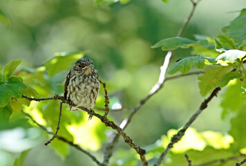 Spotted flycatcher cub waiting for his food