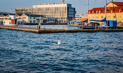 Swimming white swan in Kalmar harbor, Sweden © StellaSalander