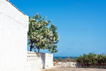 trees behind an old white fence by the sea