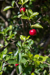 antilles cherry