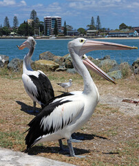 Close up of Pelicans waiting for fishermen's scraps, New South Wales, Australia
