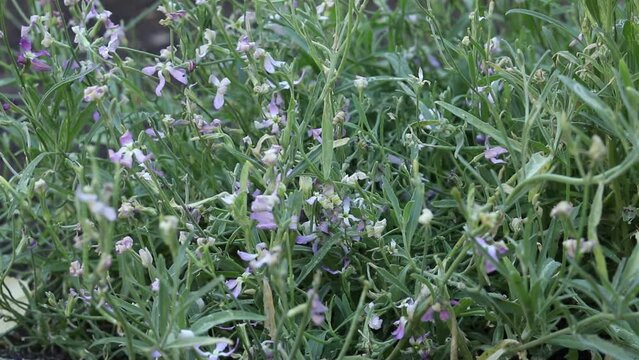 Mattiola flowers blooming in the garden. Beautiful natural floral background.