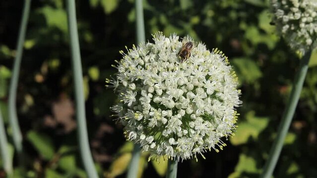 Blooming onion flower head in the garden. Agricultural background. Spring onions or Sibies. Summertime rural scene. White flowers . Allium.