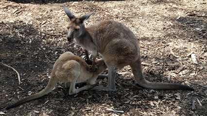 Naklejka na ściany i meble Kangaroo with joey, New South Wales, Australia 