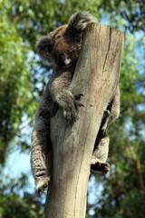 Koala sleeping on tree stump, New South Wales, Australia
