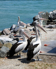 Pelicans waiting for fishermen's scraps, New South Wales, Australia
