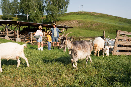 flock of goats grazing near family standing at corral on cattle farm.