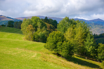 mountain landscape in early autumn. trees on the grassy hill in dappled light. ridge in the distance beneath a cloudy sky