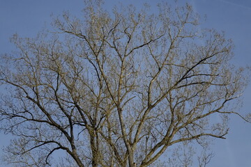 Naked tree in Northern Palatinate (Pfälzer Bergland) landscape, blue spring sky (horizontal), Enkenbach-Alsenborn, RLP, Germany