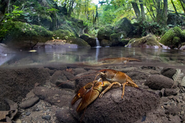 Freshwater shrimp