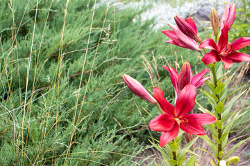 Fototapete bei efototapeten.de bestellen   