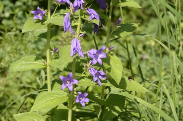 bellflowers 