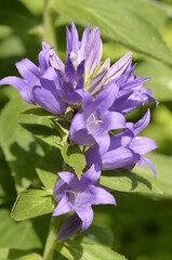 bellflowers 