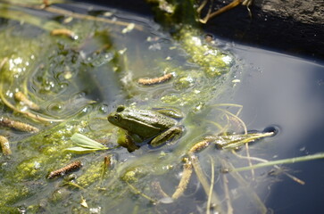 frog in the water