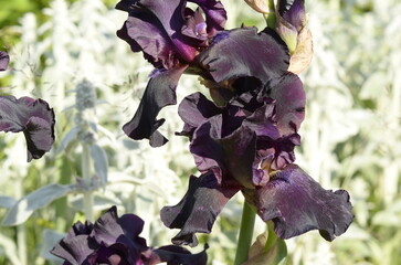 dark iris flower