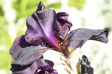 purple iris flower