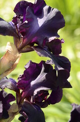 dark iris flower