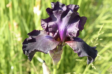 dark iris flower