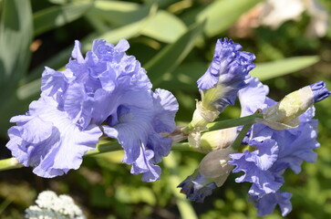 blue iris flowers